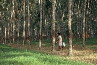 India Rubber prices gain on fall in production, positive trends in equities