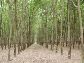 India: Rubber prices to remain weak on higher imports