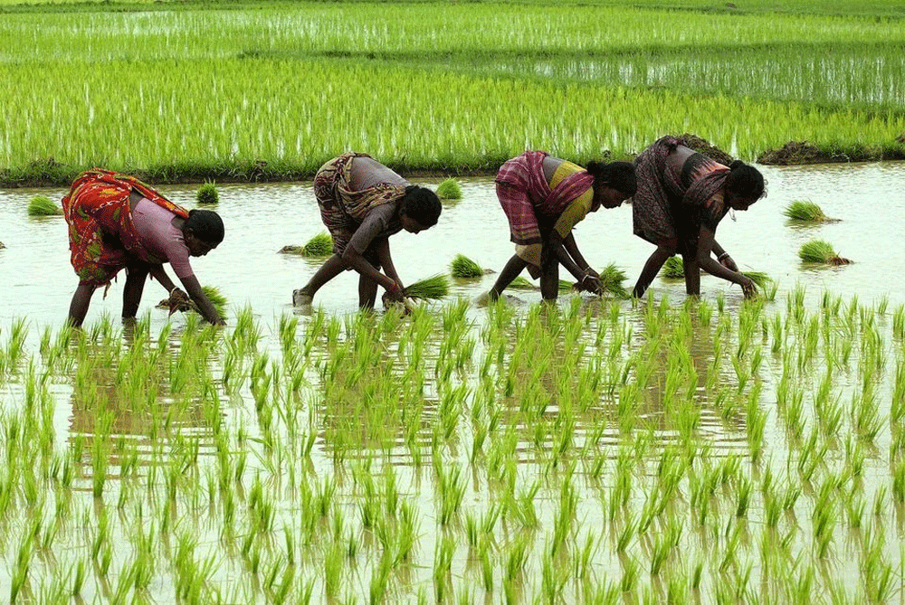 India to cut floor price for basmati rice exports