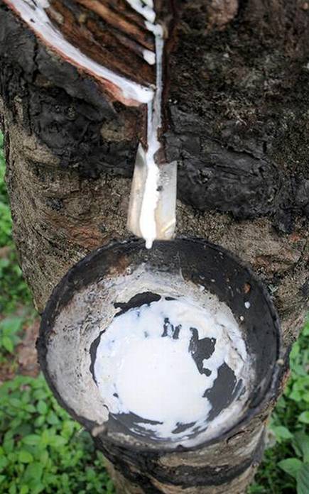 India: Wanted, a national rubber policy