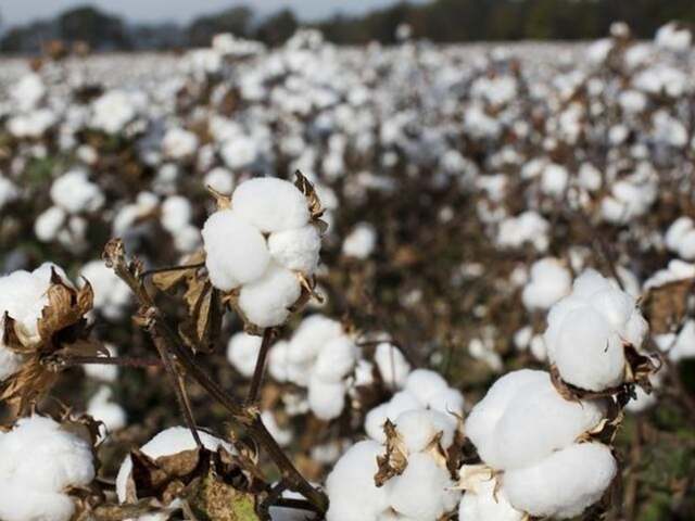 Indian farmers start planting rice, cotton: Below-average monsoon rains likely