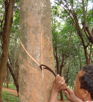 Indian natural rubber output rebounds on higher prices