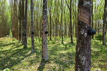 India’s rubber imports to zoom