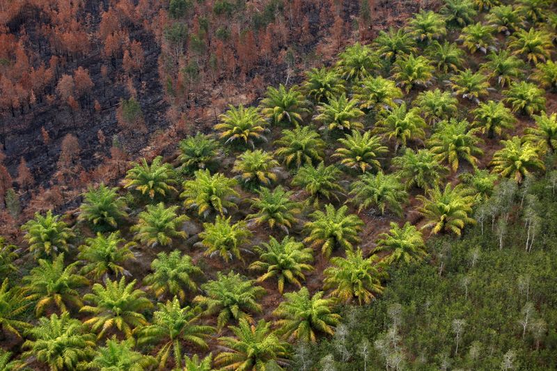 Indonesia recruits farmers, teachers to battle anti-palm oil sentiment