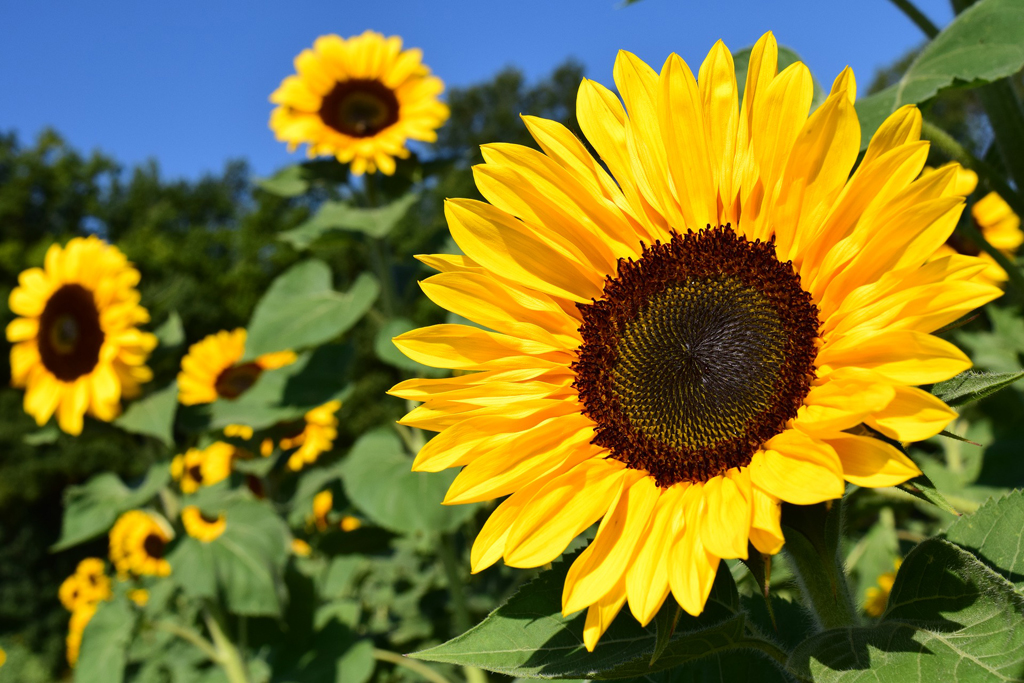 Iran tenders to buy 30,000 tonnes sunflower oil