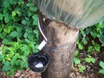 IRCo - Rubber Market Watch: 22 – 26, October 2012