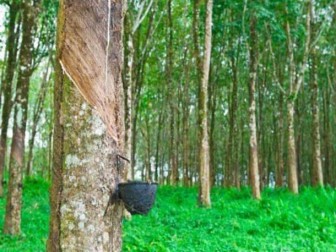 IRCo - Rubber Market Watch: 5 – 9 November 2012