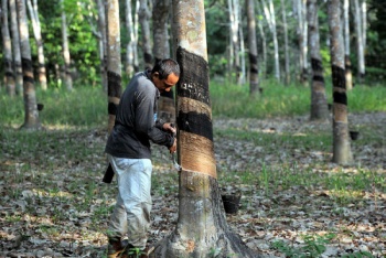 ITRC, not very successful in stabilising rubber prices: Datu Nasrun