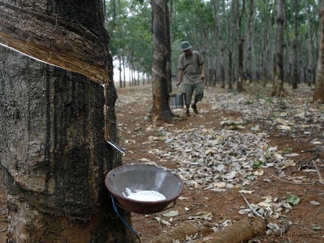 Japanese rubber futures fall