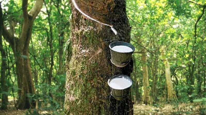 Japanese rubber futures drop on subdued demand, supply recovery