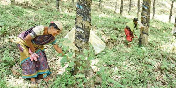 Kerala Agriculture Minister to meet Union Minister for rubber cluster allocation