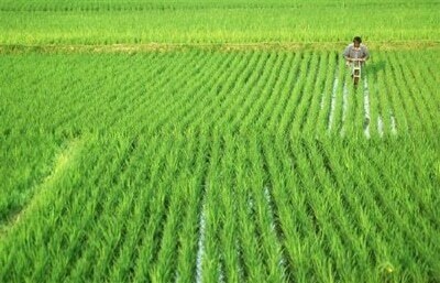 Kharif crops: Availability, prices and monitoring system of agri inputs reviewed