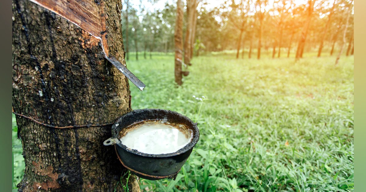 Kottayam rubber prices resisted fall: ANRPC