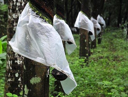 Leaf fall disease poses new challenge to rubber growers