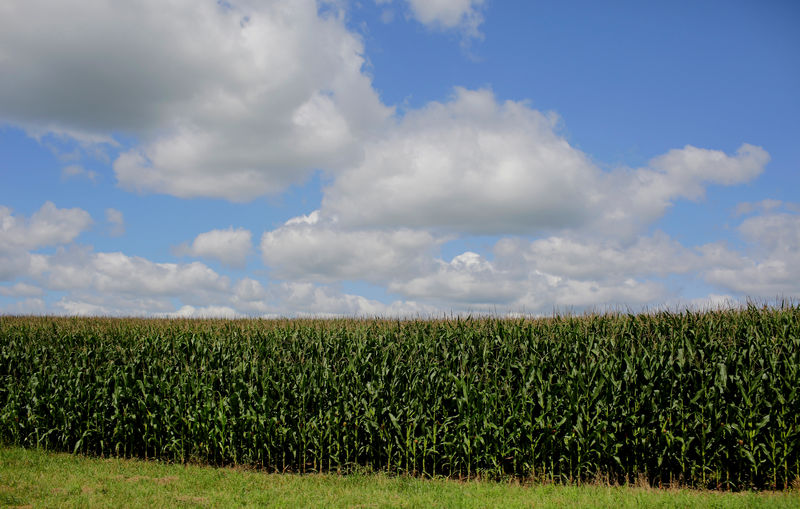 Long, strange trip: How U.S. ethanol reaches China tariff-free