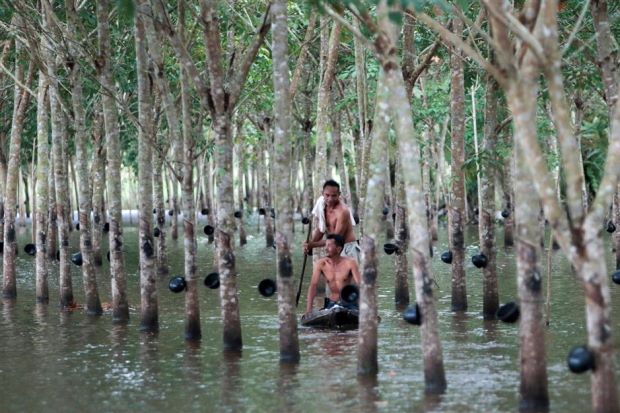 Malaysia: Better prospects seen for rubber industry