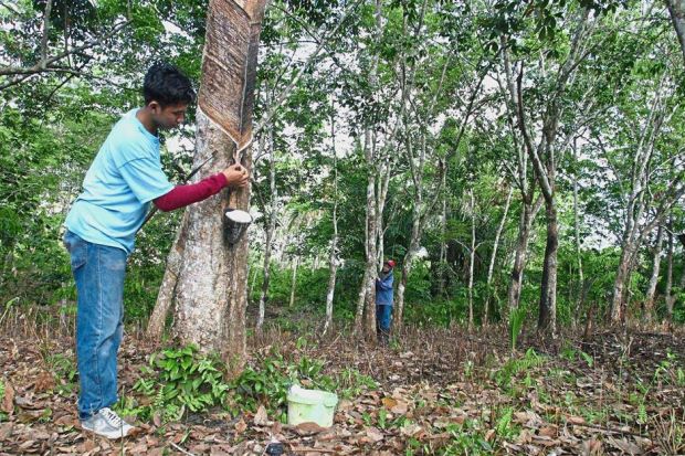 Malaysia: More income for rubber smallholders