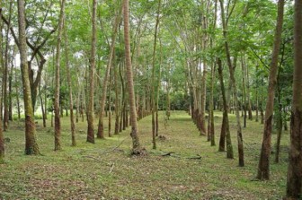 Malaysia: No plans to set minimum price for rubber