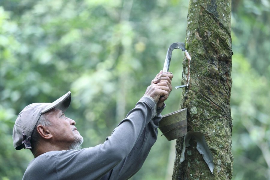 Malaysia: Rubber exports to surpass RM20 billion, this year