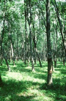 Malaysia: Rubber Market Likely To Trend Mixed