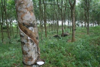 Malaysia: Rubber prices likely to be bearish next week