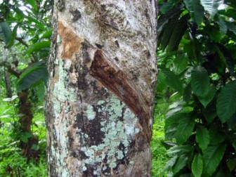 Malaysia: Rubber prices set to remain bearish next week