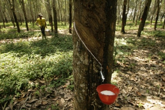 Malaysia: Rubber to stay at current level next week