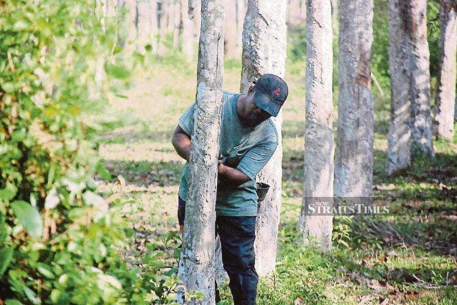 The recent spell of rainy weather has not dampened the optimism of rubber smallholders in Kedah, who are reaping the benefits of scrap rubber prices hitting RM4.50 per kilogramme in recent months. - NSTP file pic