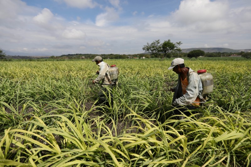 Mexican farmers urge 