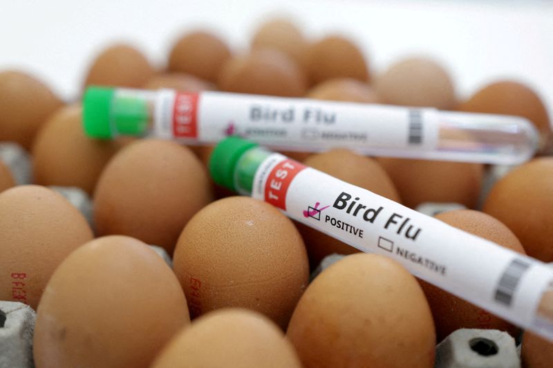 Mexico reports first outbreak of H5N1 bird flu on poultry farm