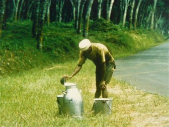 Ministry of Commerce: rubber price fall in the week of November 5 to 11