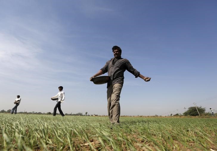 Modi considers three options to aid Indian farmers hit by low crop prices - sources