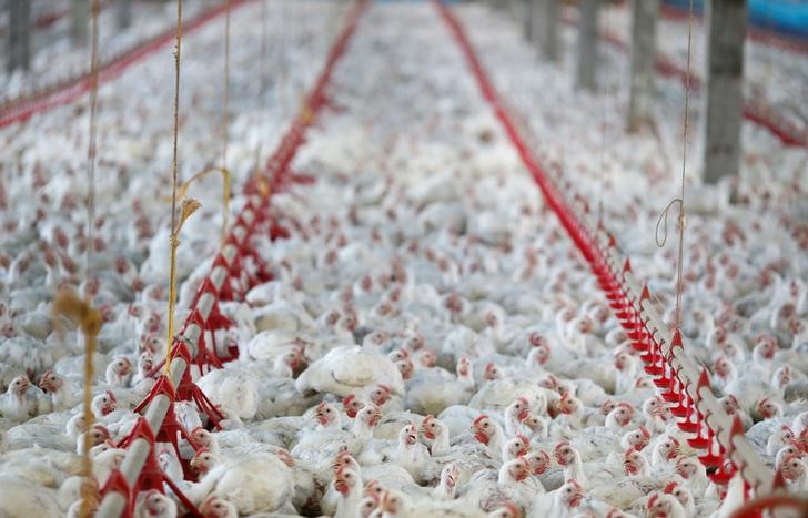 Morocco agrees to accept U.S. poultry: USTR, USDA