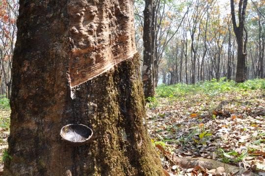 Myanmar accounts for 1.6 percent of world rubber export