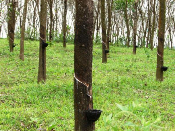 Myanmar: State has 68 lakh rubber trees: DoLR