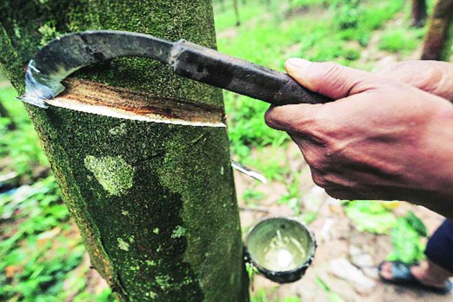 Natural rubber bounces back on crude oil price rise