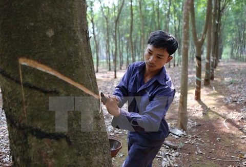 Natural rubber market struggles