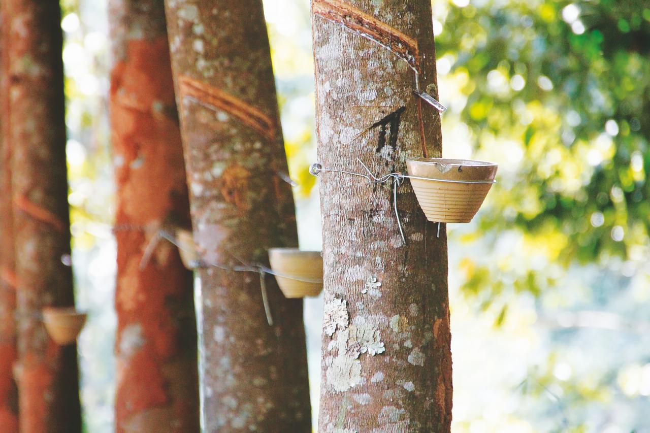 Natural Rubber prices remain low despite supply shortfall