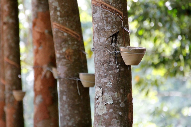 Natural Rubber producers begin three months of export cuts