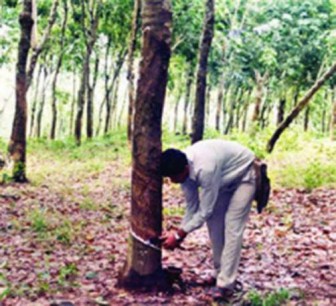 Natural rubber supply and demand shock double increased bit