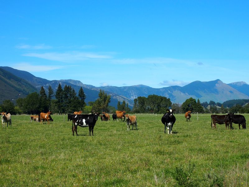 New Zealand ships its last livestock as ban takes effect