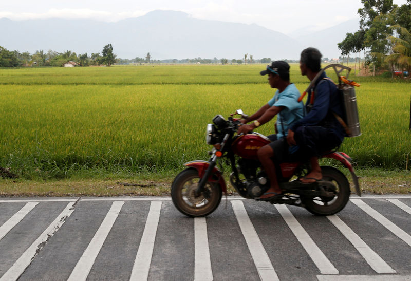 No limits: Philippines gears up to scrap caps on rice imports