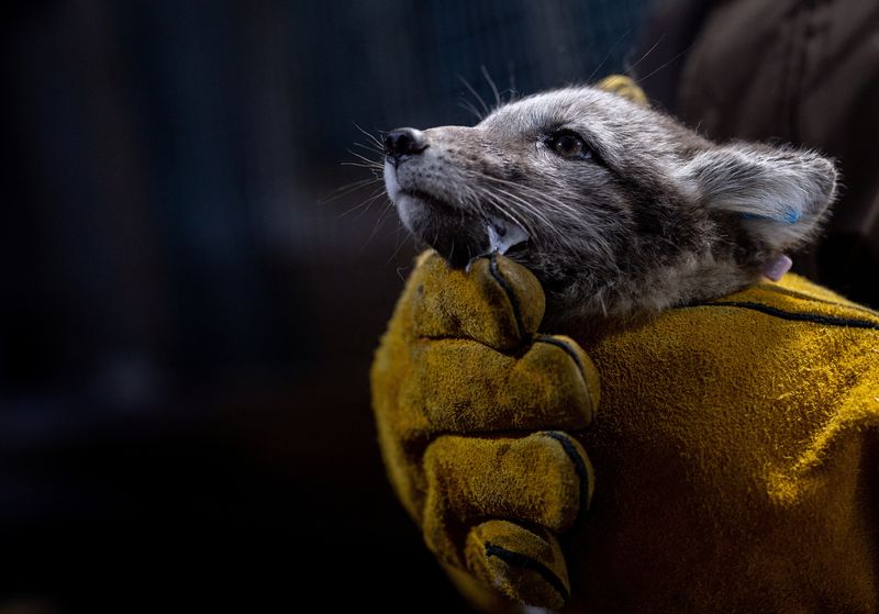 Norway gives Arctic foxes a helping hand amid climate woes