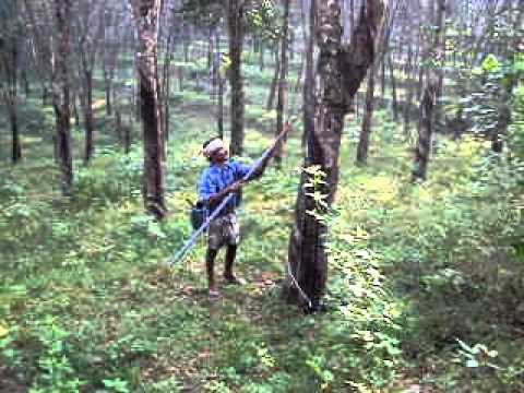 Old rubber plantations wiping out profits of Harrisons Malayalam