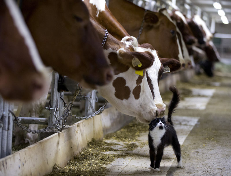 On Canadian dairy farms, fear and frustration as U.S. demands trade concessions