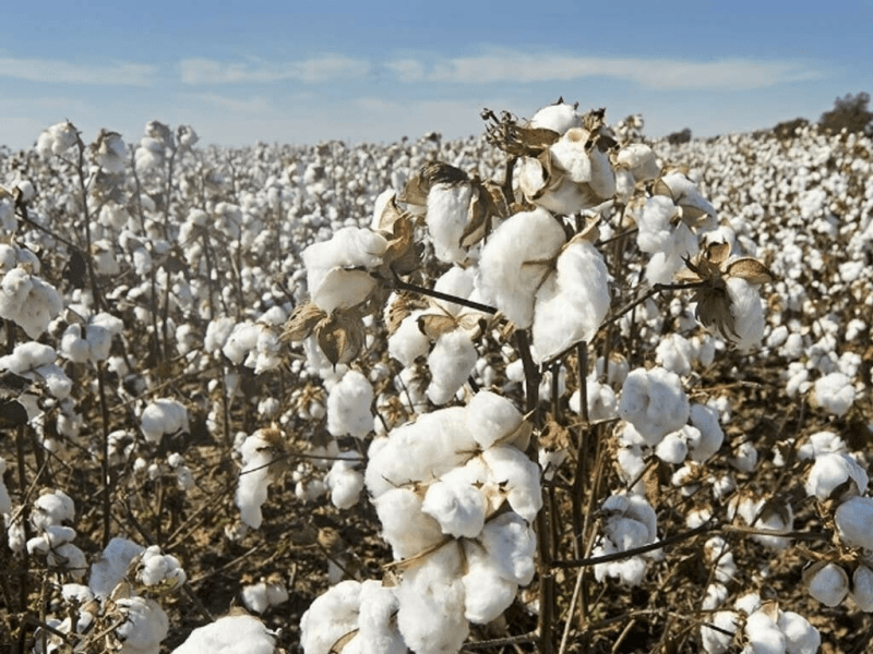 Pakistan eyes cotton output of 12mn bales this year, says caretaker minister