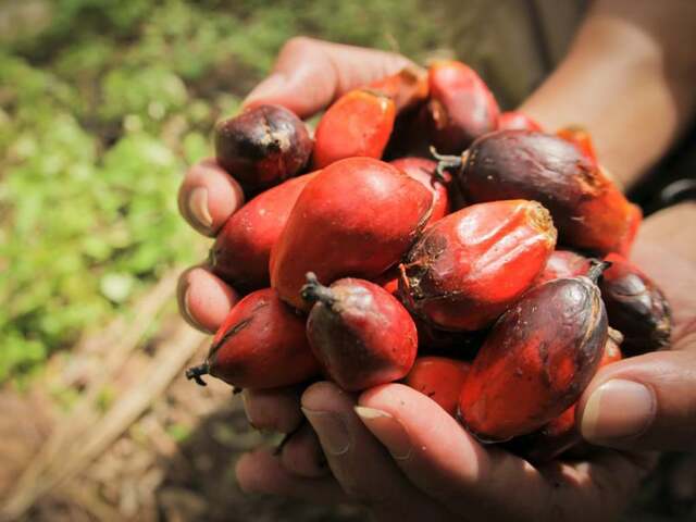 Palm gains for second month in a row