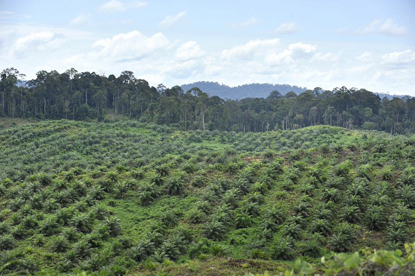 Palm oil may fall to 2,264 ringgit