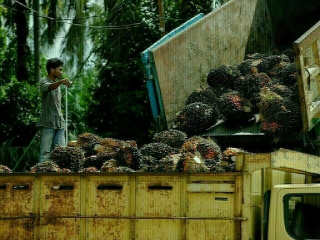 Palm oil reverses early gains as Indonesia set to retake market share