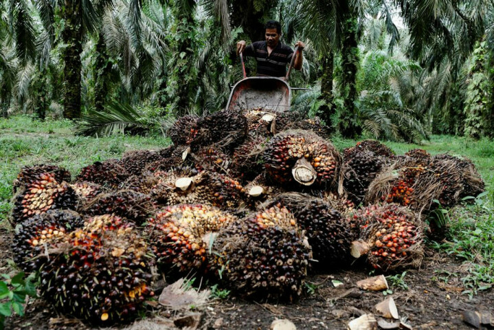 Palm oil’s widening discount to soyoil to boost fourth quarter demand